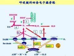 中医学里蕴含的生物能量学原理
